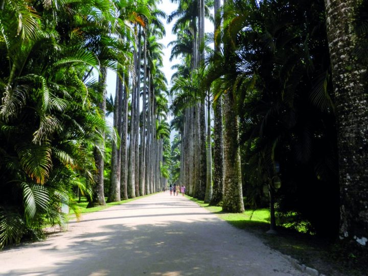 Jardim Botânico do Rio de Janeiro, Brasil