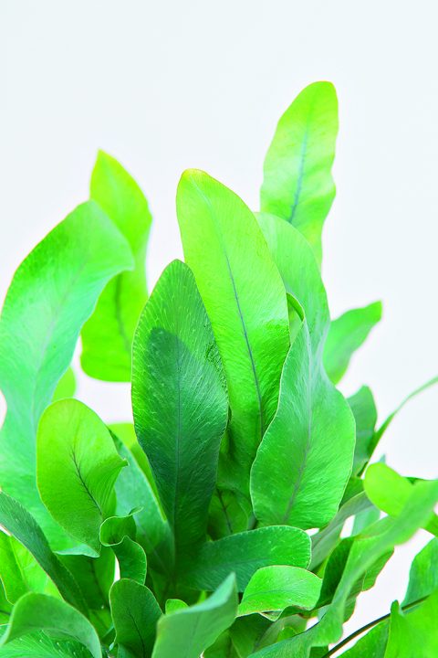 Phlebodium aureum