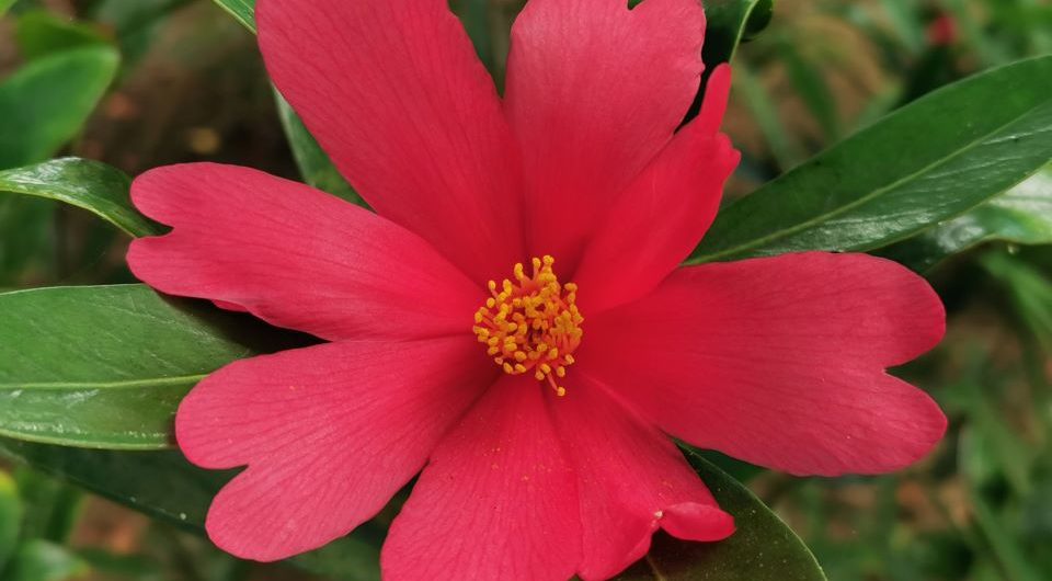 Camellia azalea (Camellia changii)