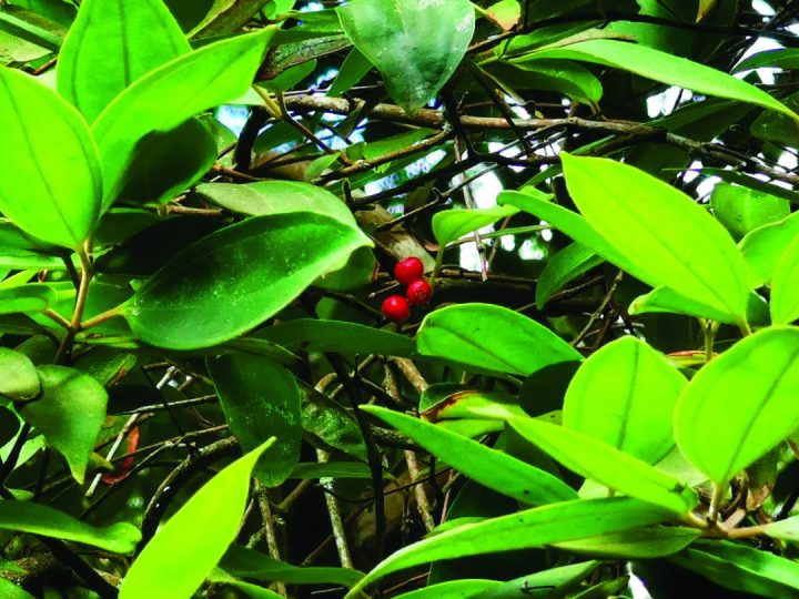 Miconia cinnamomifolia - jacatirão