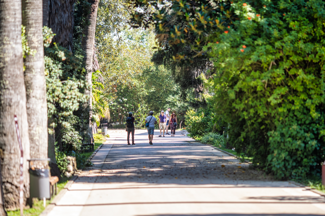 Visita Jardim Botânico Tropical