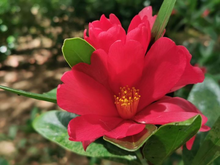 Camellia azalea (Camellia changii)