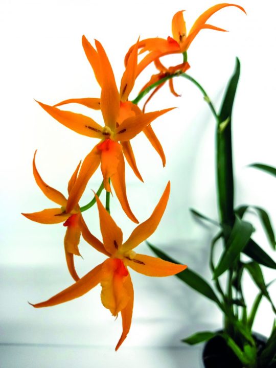 Brassada 'Anita'