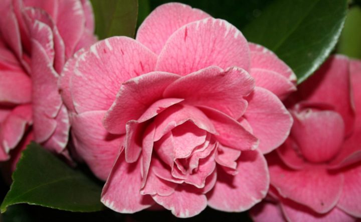 Camelia japonica. Augusto Leal Gouveia Pinto. Foto de Eduarda Paz