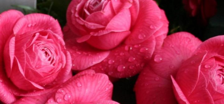 Camelia japonica. Duarte Oliveira. Foto de Eduarda Paz
