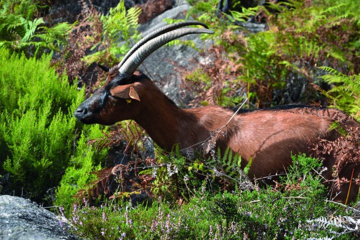 gerês