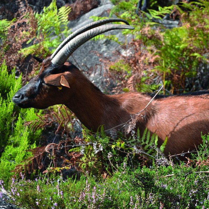 gerês