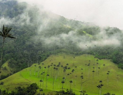 Vale-de-Cocora-com-Palmeiras-de-Cera