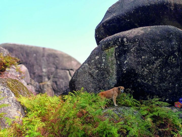 gerês