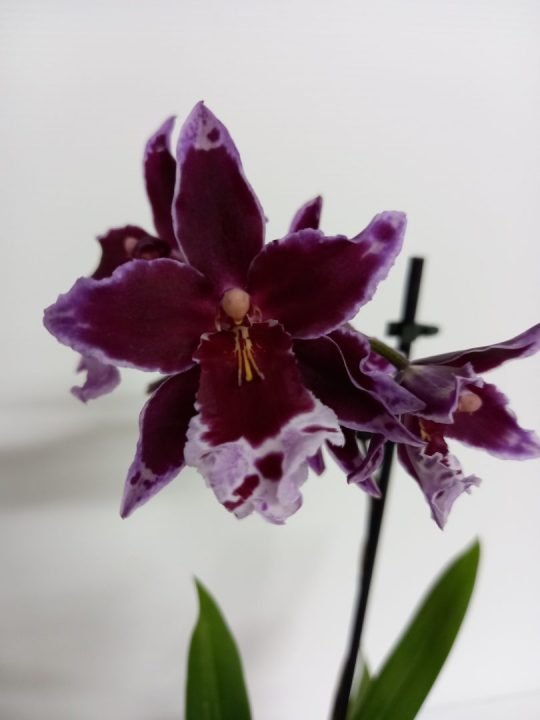 Miltonidium Melissa Brianne ‘Dark’