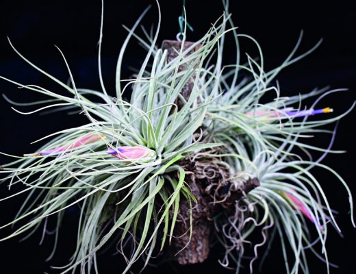 Tillandsia oaxacana