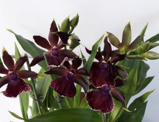 Zygopetalum Rhein Moonlight