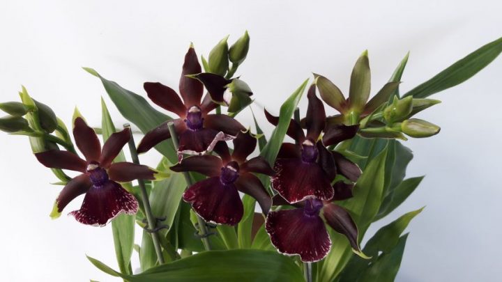 Zygopetalum Rhein Moonlight