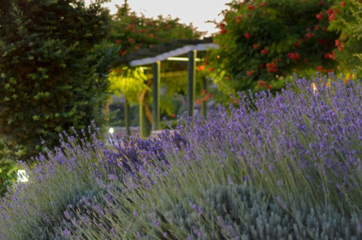 jardim com plantas autóctones