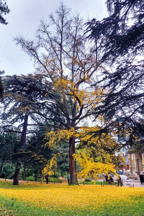 Ginkgo