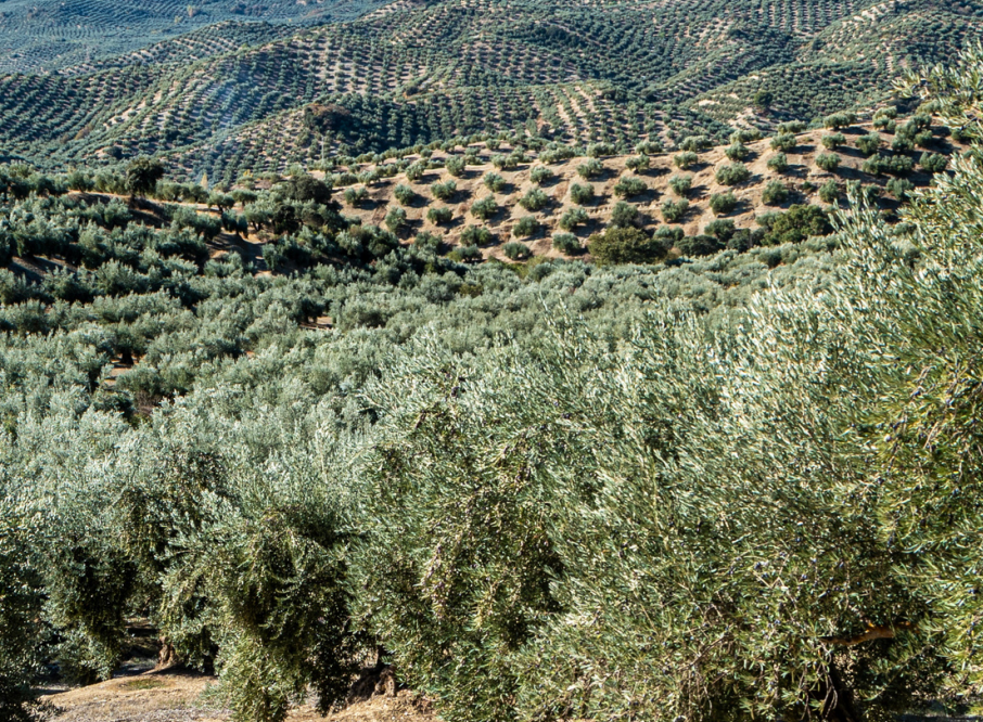 Curso agrobio poda olival