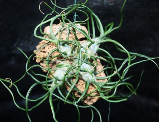 Tillandsia bulbosa