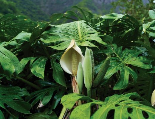 Fruto da Monstera deliciosa