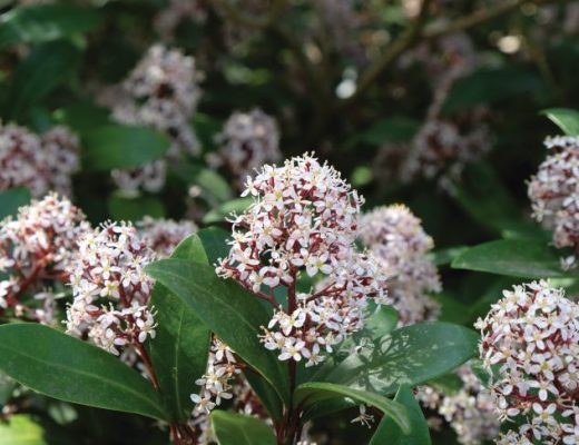 Skimmia japonica