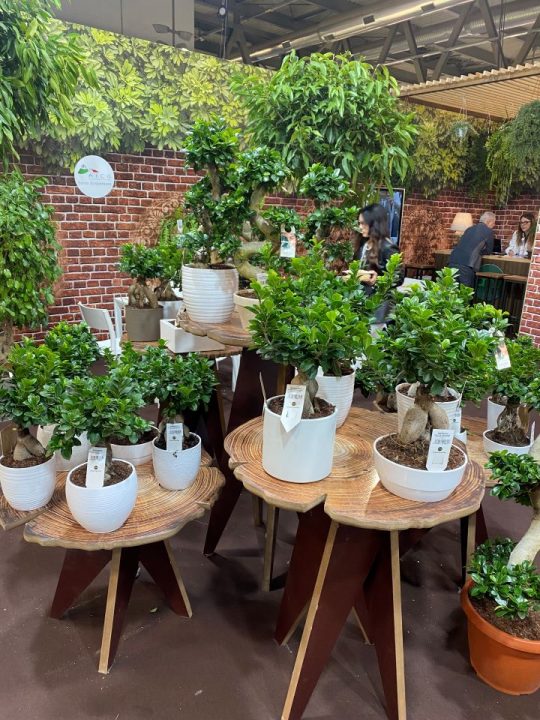 Bonsai