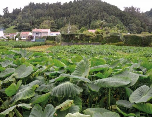 inhame nos açores