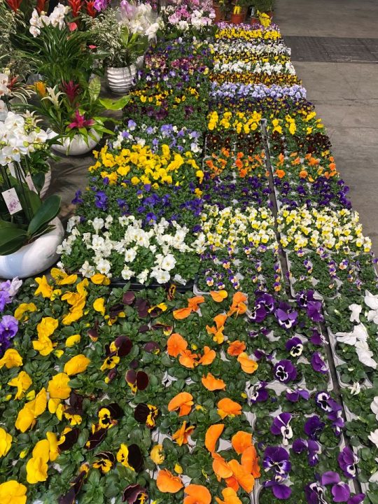 Flores de época