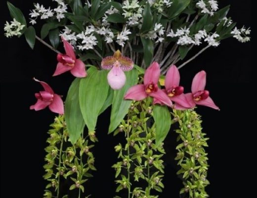 exposição orquídeas