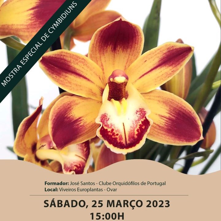 workshop cymbidium