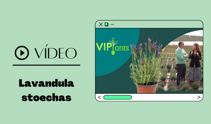 VIPlantas: Lavandula stoechas