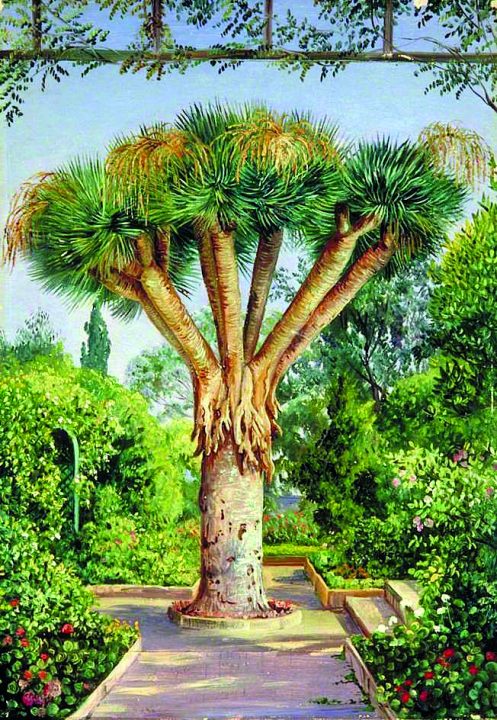 Tenerife, desenho de Dracaena draco (L.) L.