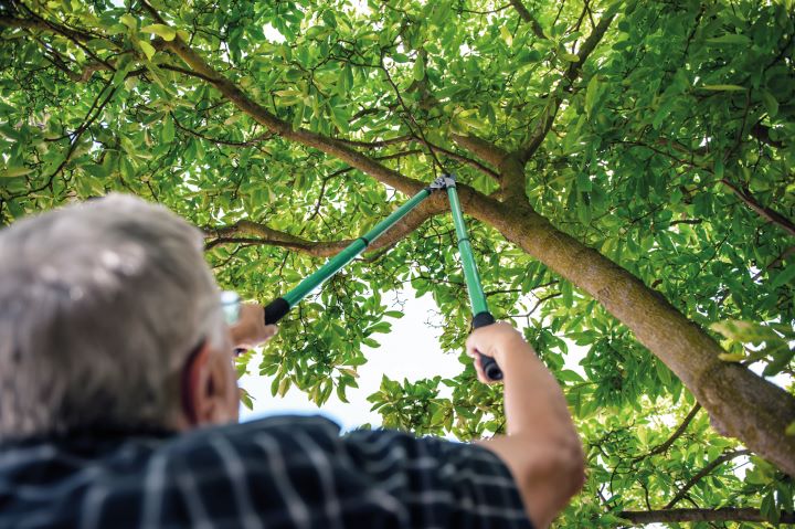 Poda De árvores E Arbustos Ornamentais II - Revista Jardins