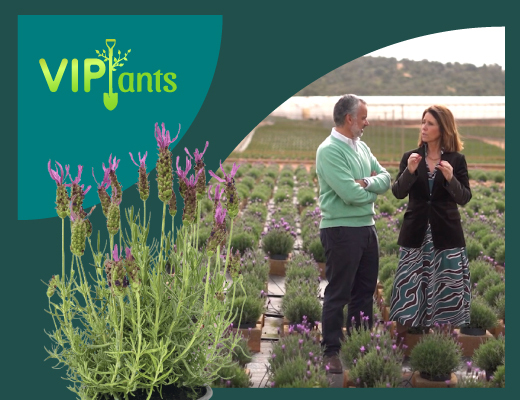 VIPlants: Lavandula stoechas