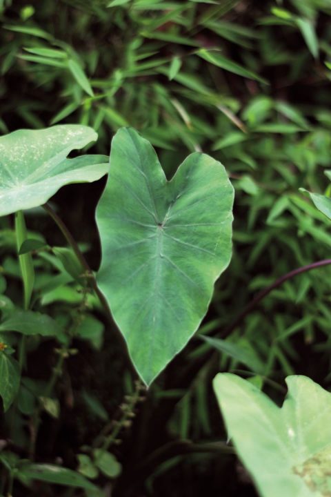 Colocasia esculenta