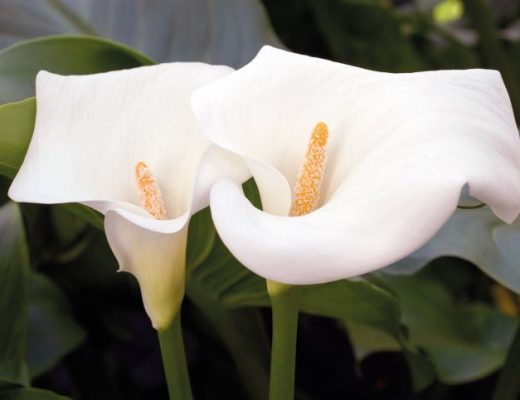 Zantedeschia aethiopica