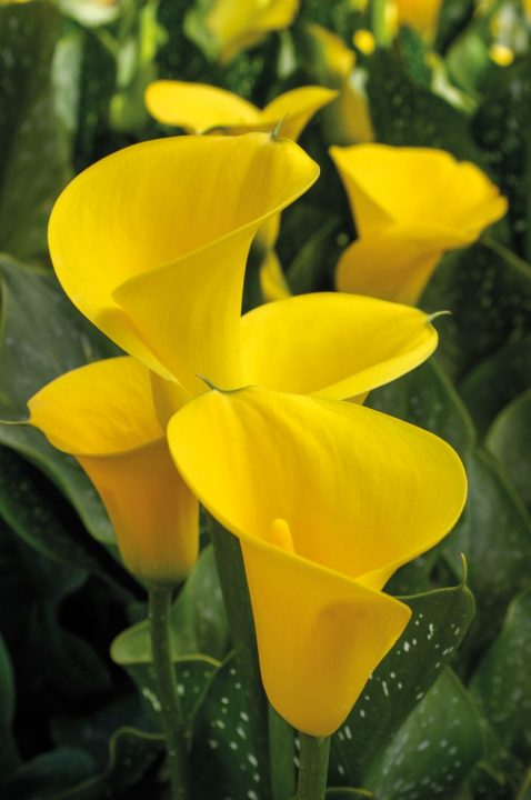 Zantedeschia elliottiana