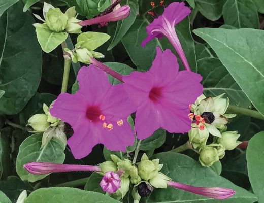 Belas noites Mirabilis jalapa