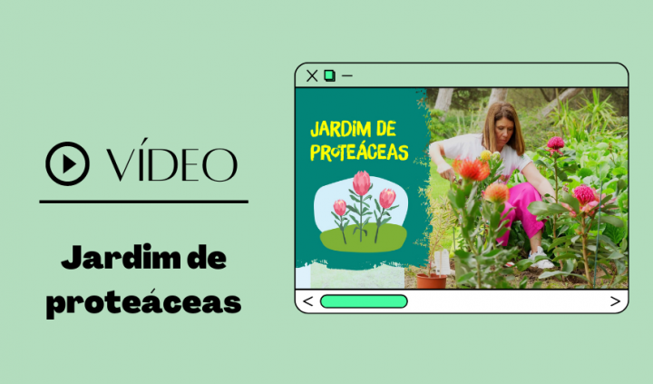 jardim de proteáceas