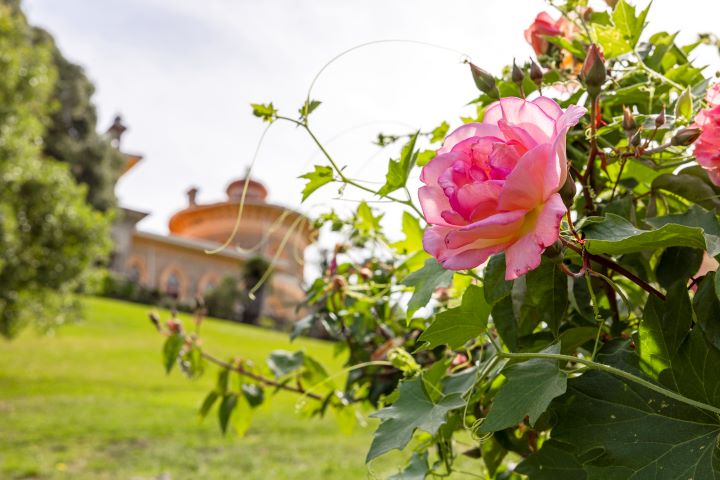 roseiral monserrate