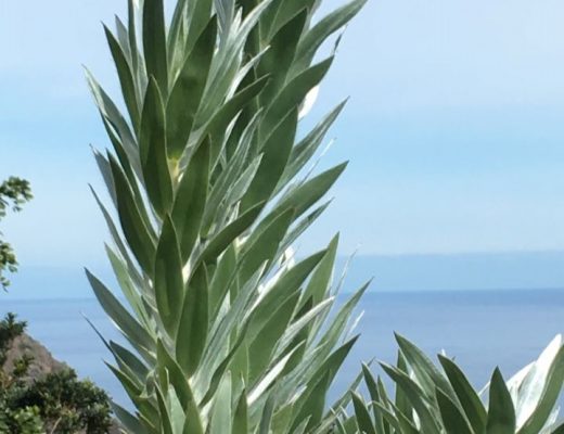 Leucadendron argenteum