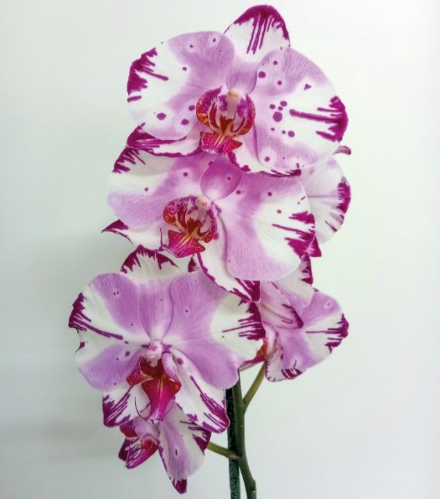 orquídeas