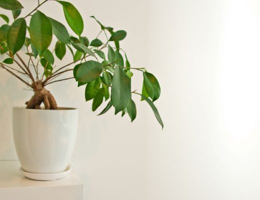 ficus benjamina