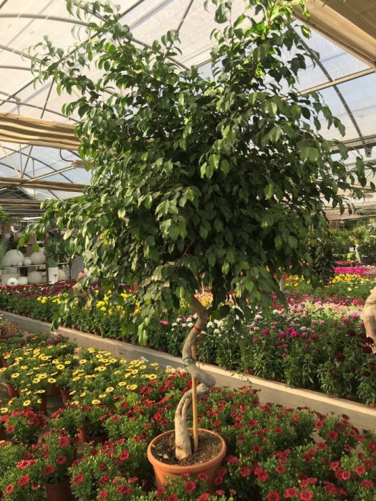 ficus benjamina