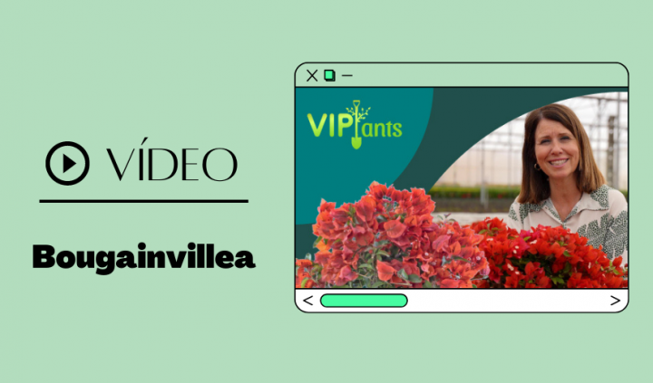 bougainvillea