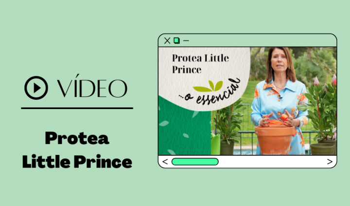 protea little prince