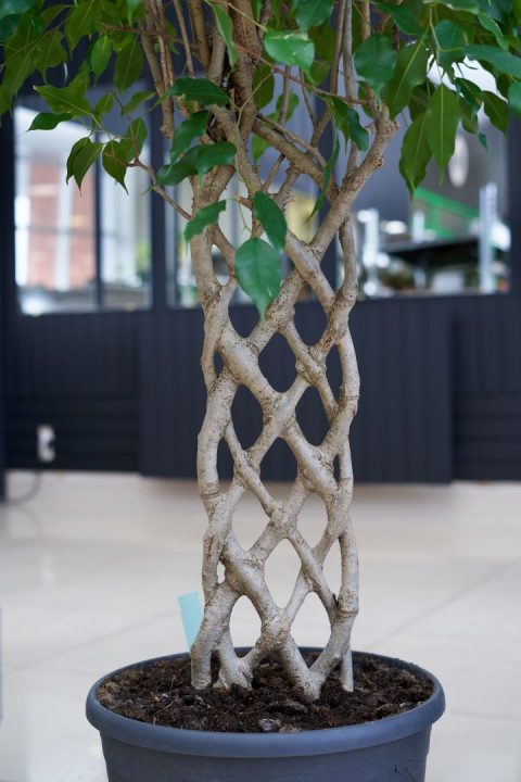 ficus benjamina