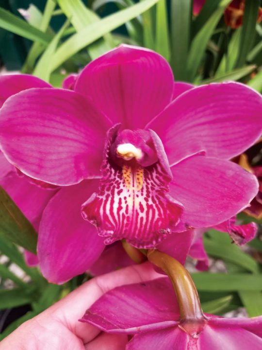 Cymbidium-Barrorch-Elis