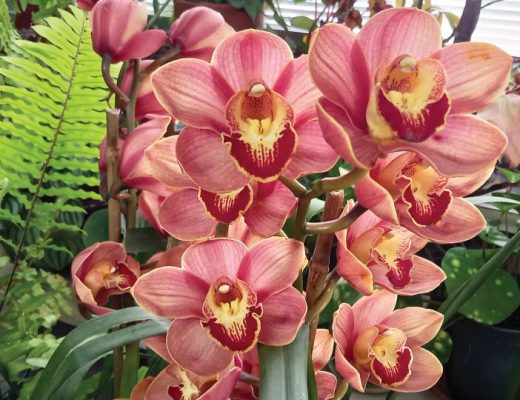 Cymbidium-Barrorch-Jessica