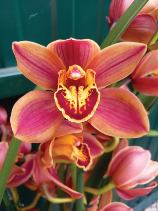 Cymbidium Barrorch Luisa