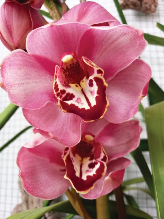 Cymbidium-Barrorch-Marcia