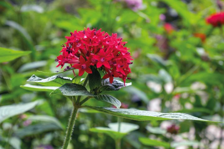 Pentas lanceolata